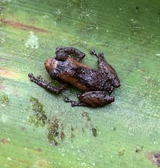 Pristimantis luteolateralis