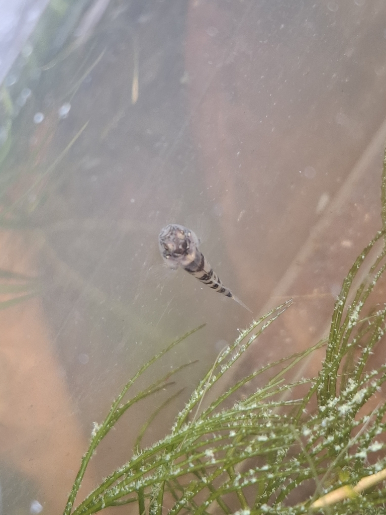 Mekong bumblebee goby (Brachygobius mekongensis) — Gobiidae