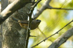 Cyanoloxia glaucocaerulea