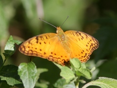 Phalanta