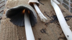 Coprinellus flocculosus