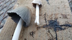 Coprinellus flocculosus