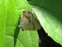 Rubroserrata ecbatana