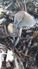 Coprinellus flocculosus