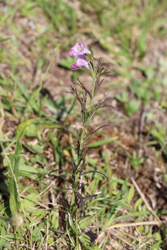 Agalinis communis (Agalinis communis)