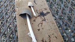 Coprinellus flocculosus