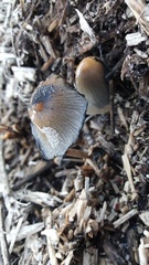 Coprinellus flocculosus