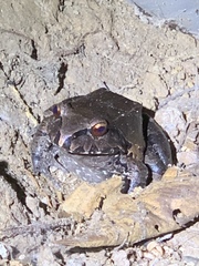 Leptodactylus knudseni