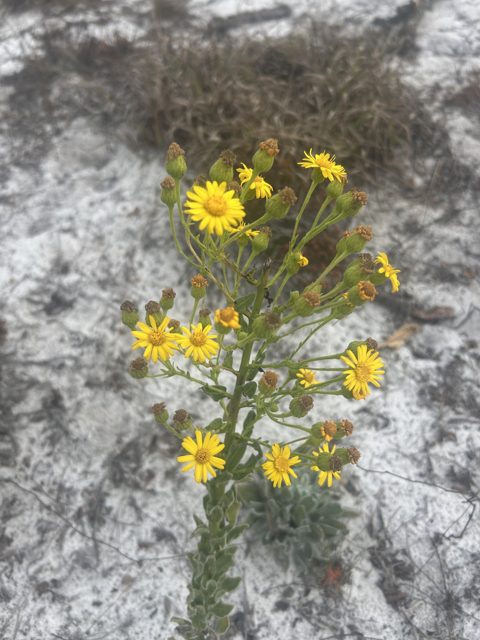 Highlands Goldenaster (Chrysopsis highlandsensis)