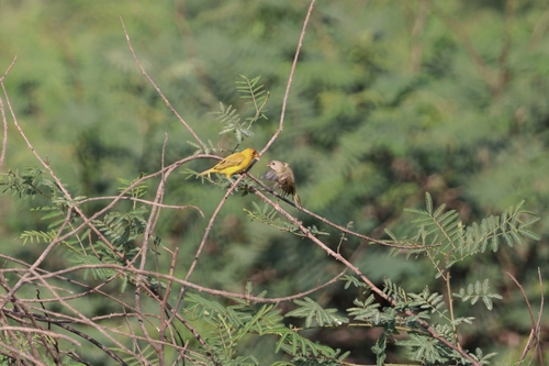 Orange-fronted Yellow Finch (Sicalis columbiana), photo 6