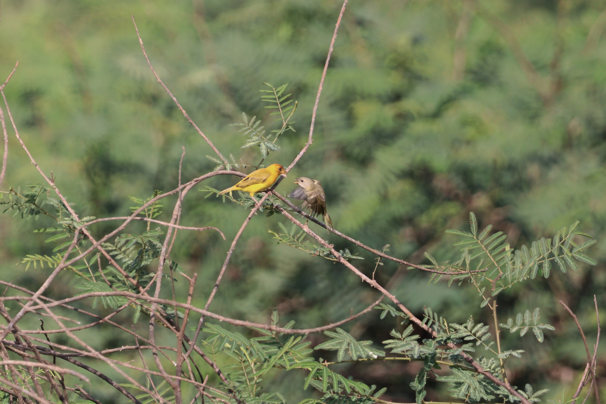 Orange-fronted Yellow-Finch illustration