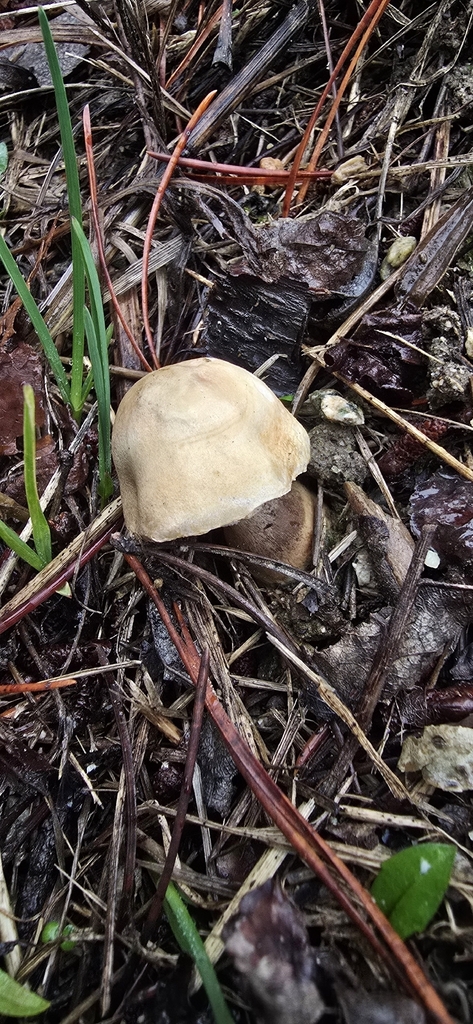 Leucocoprinus leucothites · December 2025 · photo: © leannestacy (iNaturalist, cc0)