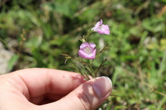 Agalinis communis