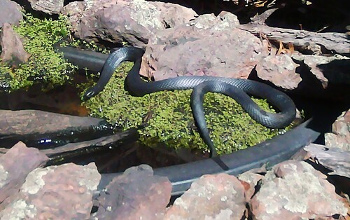 Red-bellied Black Snake sighting
