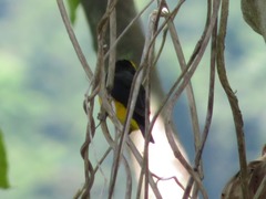 Euphonia chlorotica