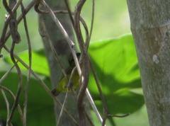Euphonia chlorotica