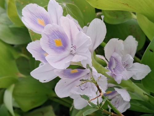 common water hyacinth