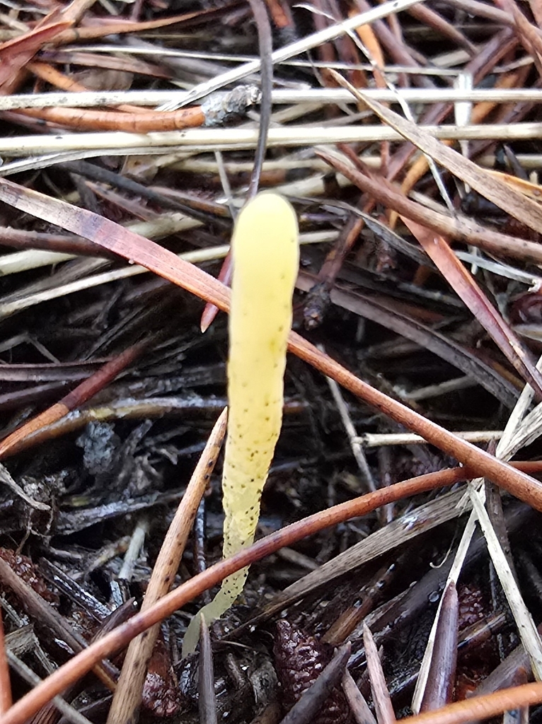 Clavulinopsis laeticolor · December 2025 · photo: © leannestacy (iNaturalist, cc0)