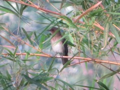 Turdus ignobilis