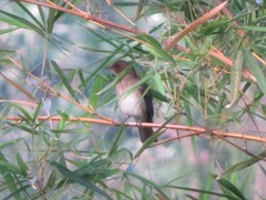 Turdus ignobilis