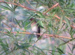 Turdus ignobilis