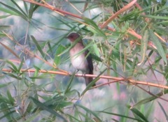 Turdus ignobilis