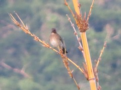 Turdus ignobilis
