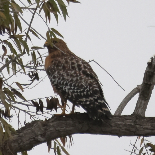 iNaturalist observation photo of Red-shouldered Hawk