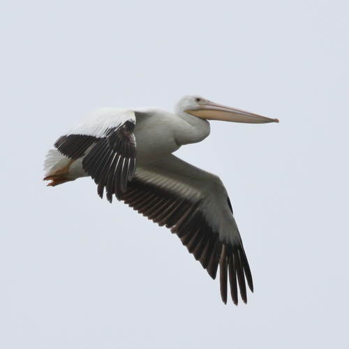 iNaturalist observation photo of American White Pelican