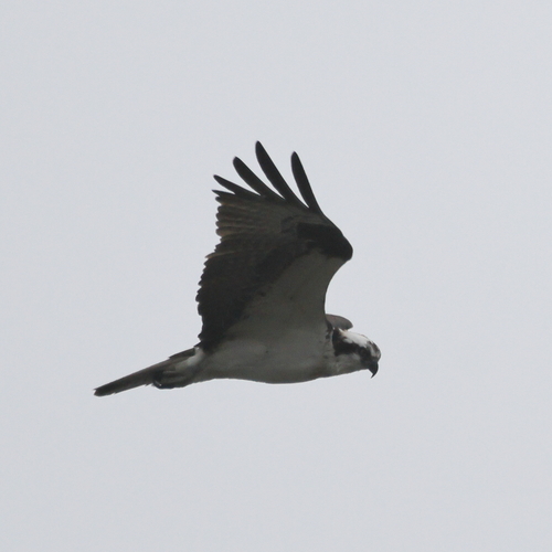 iNaturalist observation photo of Osprey