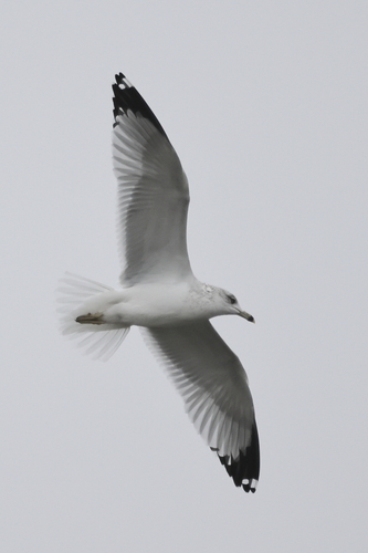 iNaturalist observation photo of Ring-billed Gull