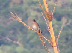 Turdus ignobilis
