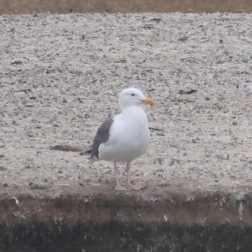 iNaturalist observation photo of Western Gull