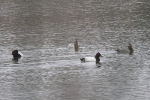 iNaturalist observation photo of Canvasback