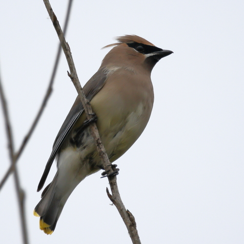 iNaturalist observation photo of Cedar Waxwing