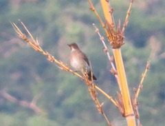 Turdus ignobilis