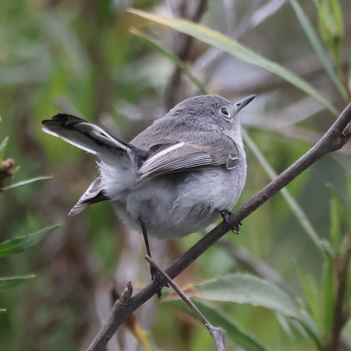 iNaturalist observation photo of Blue-gray Gnatcatcher