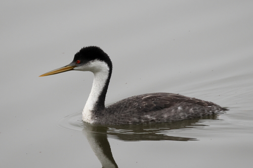 iNaturalist observation photo of Western Grebe
