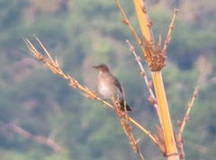 Turdus ignobilis