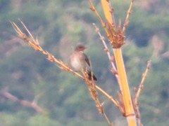 Turdus ignobilis