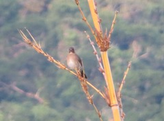 Turdus ignobilis