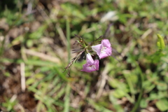 Agalinis communis