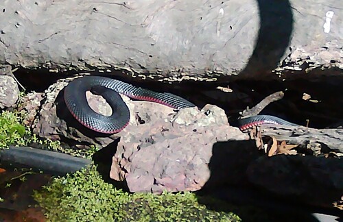Red-bellied Black Snake sighting