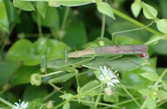 Callimantis antillarum