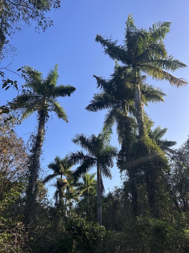 Roystonea regia