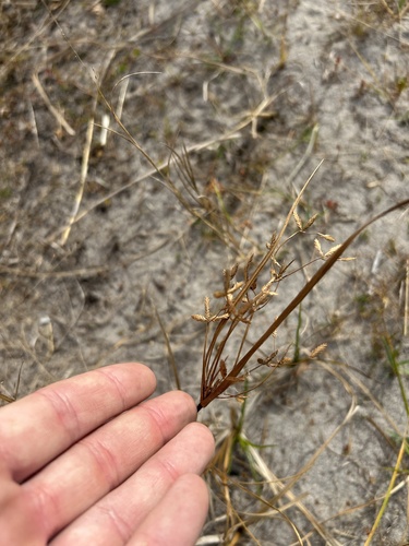 Le Conte's Flatsedge (Cyperus lecontei)