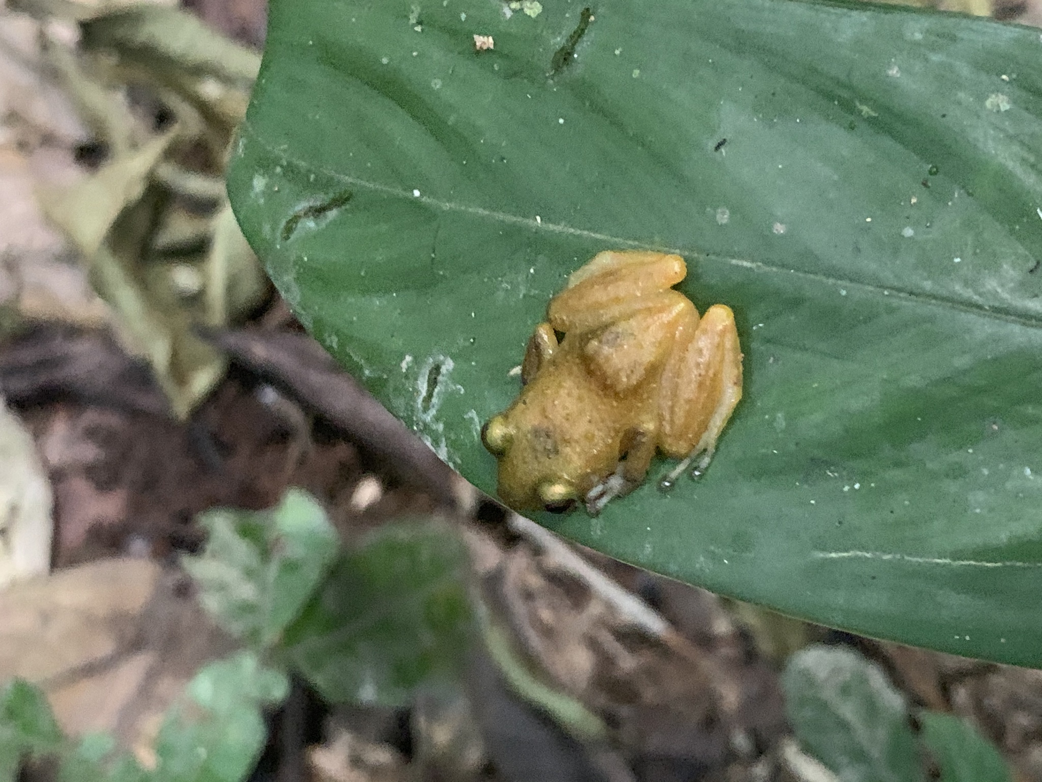 Waorani Robber Frog photo 3