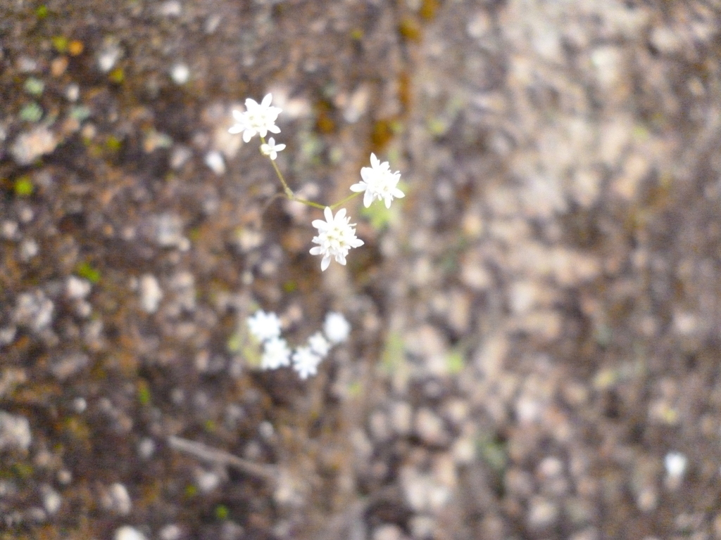 Microspermum gracillimum