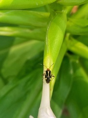 Horciasinus signoreti