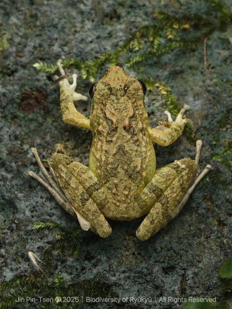 Japanese Buerger's Frog